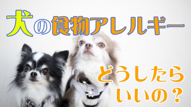 犬のアレルギー