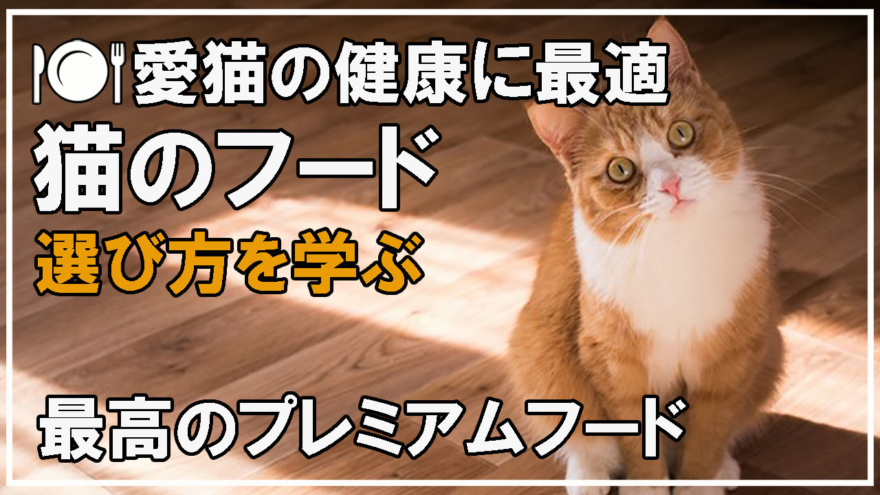 猫のプレミアムフード